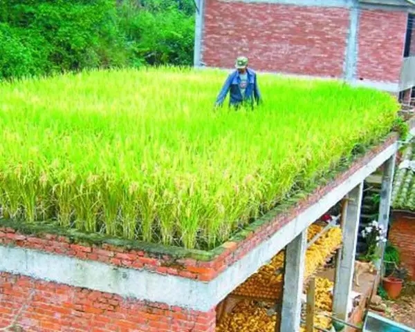 震驚！有了這款神器，水稻不僅能上山，還能上樓