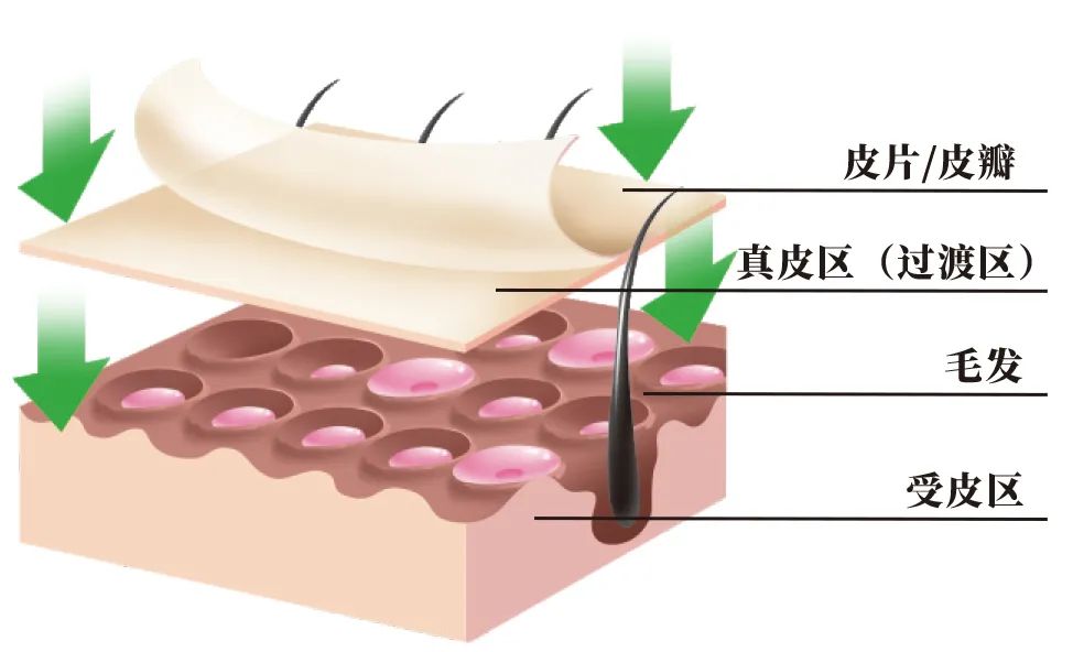 龍粘高分子自粘膠膜防水卷材 龍粘高分子自粘膠膜防水卷材